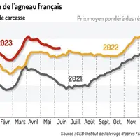 Le cours de l’agneau français ralentit sa baisse saisonnière