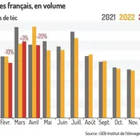 Le repli des abattages d’agneau se poursuit
