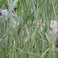 brebis dans pâture de sorgho