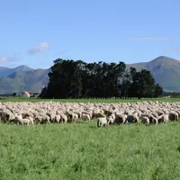 En Nouvelle-Zélande, l’identification électronique des petits ruminants non obligatoire et l’absence de connectivité freinent le déploiement des techn