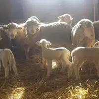 Brebis et agneau leur bergerie, sur aire paillée