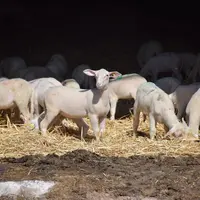 Agneaux en bergerie