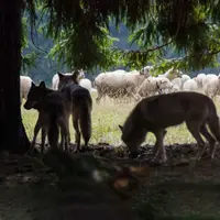 Loups à proximité d'un troupeau de brebis
