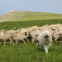troupeau de brebis en alpage avec chien de protection, patou.