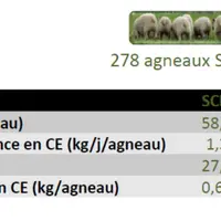 Les agneaux issus des meilleurs béliers consomment un peu plus de concentré par jour mais la croissance est plus rapide, de sorte qu'il est plus avant
