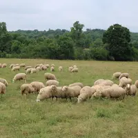 Les agnelles ont passé leur premier été en transhumance et sont arrivées sur l'exploitaiton de William Laval prêtes pour la lutte, vaccinées, déparasi