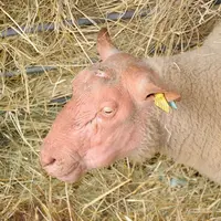 Les béliers Rouge de l'Ouest ont été étudiés sur leur résistance au parasitisme. Ils sont classés très résistants, résistants ou sensibles selon leur