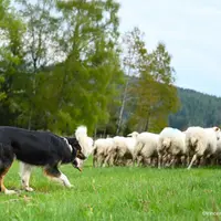 Le projet Canidea permet d'établir la valeur d'usage d'un chien de conduite de troupeau, soit sa capacité a montrer les compétences requises pour ce r