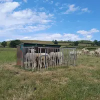 Brebis et agneaux sur les prairies naturelles de l'exploitation de Vincent Bizouard, située à Arconcey, en Côte-d'Or.