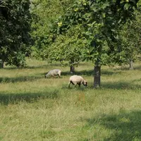 Un grand nombre d'éleveurs considèrent l'entretien du paysage comme un service à part entière.
