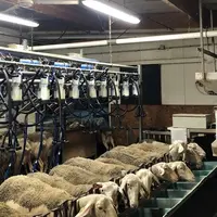 Huit jours suffisent aux agnelles pour s'habituer à venir en salle de traite et être manipulées.