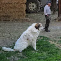 Chien de protection des troupeaux avec son berger sur une exploitation agricole.