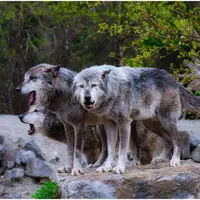 Trois loups