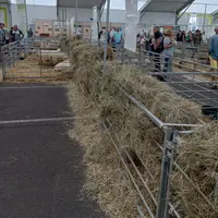 Sommet de l'Elevage, hall ovin avec moins d'animaux que les précédentes éditions.