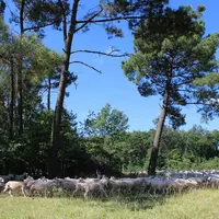 Produire un fourrage de qualité et le distribuer en fonction des besoins physiologiques des animaux permet d'améliorer les performances zootechniques