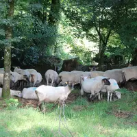 Les surfaces complémentaires de pâturage peuvent aussi bien être des vergers, des vignes, des sous-bois et parcours. Dans tous les cas, elles permette