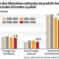 Baisse des fabrications de produits au lait de brebis bio