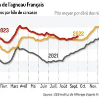 Le cours de l’agneau français repart à la hausse sous l’effet d’une offre inférieure à la demande