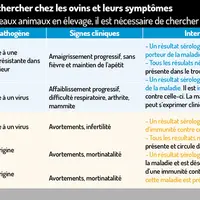 Comment gérer l’arrivée de nouveaux animaux sur mon élevage ovin