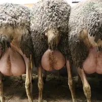 photos de brebis de derrière, on voit bien les mamelles