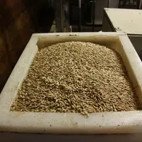 Parmi les céréales qui peuvent être distribuées aux brebis, l'avoine est la moins énergétique et n'est pas acidogène.