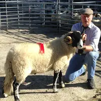 Layland Branfield élève des ovins Swaledale pour leur rusticité reconnue sur les parcours.