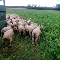 Le pâturage hivernal et sur couverts permet à Fabien Paris d'économiser du stock de fourrage tout en diminuant la pression parasitaire sur ses parcell