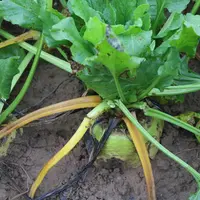 La betterave fourragère présente des qualités intéressantes dans la ration et au niveau de la conduite agronomique.