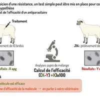 Comment lutter contre l’émergence de résistance aux antiparasitaires chez les ovins
