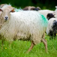 Les races ovines laitières des Pyrénées-Atlantiques ont été les premières à souffrir de la résistance aux anthelminthiques.
