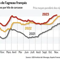 Le manque d’offre en agneau français maintient les cours
