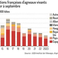 Les importations d’ovins espagnols se replient nettement
