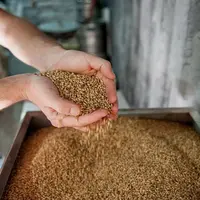 Le drêches de brasserie peuvent remplacer à hauteur de 8 % maximum le soja ou autre concentré dans la ration de finition des agneaux.