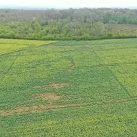 Le cœur de la plante a été consommé entraînant une diminution du rendement.