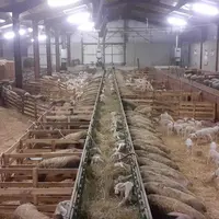 La stabulation des vaches allaitantes a été entièrement remaniée pour accueillir l'ensemble du cheptel ovin.