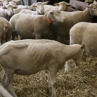 Durant le dernier mois de gestation, les brebis peuvent être rentrées en bâtiment pour recevoir du concentré et reprendre de l'état.
