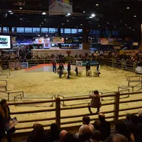 Les animations du ring ovin sont un incontournable du Salon de l'agriculture.