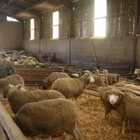 Les brebis qui reçoivent une ration cohérente avec leurs besoins en fin de gestation agnèlent plus facilement et font des agneaux plus vigoureux dès l