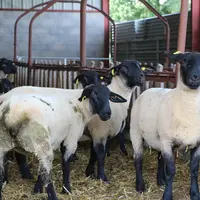 Jeunes béliers en bergerie