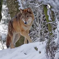 Loup rôdant dans la neige.