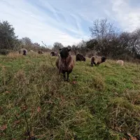 La rusticité des Landes de Bretagne permet le pâturage toute l’année et une croissance lente qui pourrait être améliorée par croisement.