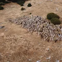 Troupeau de moutons vu du ciel.