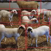 Couplées à des algorithmes, les caméras de surveillance pourront analyser le comportement des animaux.