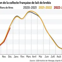 Graphique : Évolution de la collecte française de lait de brebis ©GEB-Institut de l'élevage, d'après FranceAgriMer