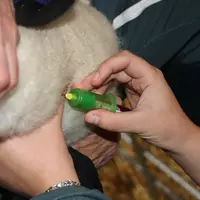 Prise de sang ou vaccin sur une brebis.
