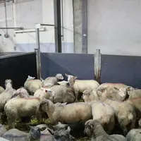 Agneaux dans l'aire d'attente d'un abattoir