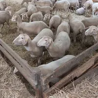 Agnelles en bergerie