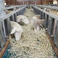 Brebis mangeant du foin sur un tapis d'alimentation en bergerie.