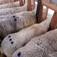 Les brebis prélevées sont marquées pour être prélevées 14 jours plus tard.