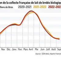 La collecte de lait de brebis bio en léger repli